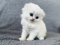 British Longhair Ve Scottish Yavrular Özel Kalite