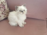 Egzotik İran Kedisi Kızım
