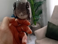 Uyguna yavru sultan papağanı