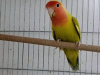Yetişkin Sevda Papağanı