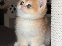 Türünün En Kalitelisi Golden British Shorthair 