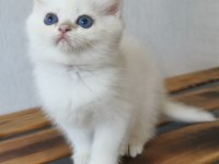 British shorthair ny12 33 erkek