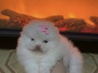 Üst Kalite Kar Beyaz Mini Boy Mikro Pomeranian Boo