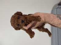 Yasal Çiftlikten Toy Poodle