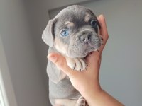 Kalite french bulldog arayanlar