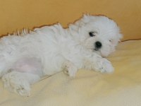 Kif Şecereli Anne Babanın Maltese Yavrusu