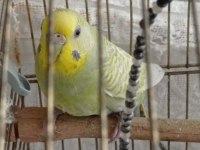 3 dişi ve 1 erkek muhabbet kuşu