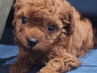 Oyuncak boy toy poodle bebekler