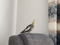dişi grey sultan papağanı