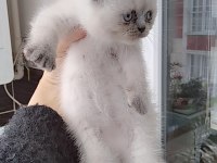 Uygun fiyata verilecek iran kedisi