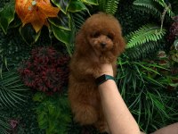 Red toy poodle