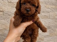 Asılı Pasaportlu Mikroçipli Toypoodle Yavrularımız