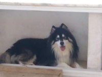 Alaska Malamute 2 Yaşındaki Oğluma Eş Arıyorum