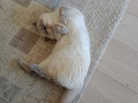 2 YAŞINDA ERKEK BLUE POİNT KEDİMİZ