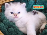 Safkan British Longhair ve Shorthair Show Kalite Yavrular