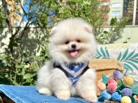 Boo Pomeranian Ayi Surat Yavrular