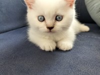 British shorthair silver point ve Brown tabby yavrular