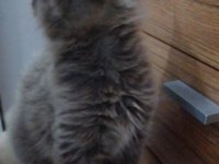 Anne baba şecereli safkan maine coon yavrular