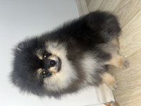 3 aylık bir dişi bir erkek pomeranian