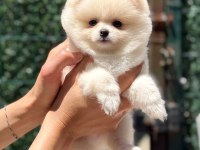 KUSURSUZ KARBEYAZ DİŞİ POMERANİAN BOO