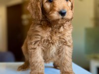 2 aylık dişi Maltipoo yavrusu