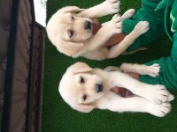 Şampanya ve çikolata renk labrador yavrular ruhsatlı çiftlik