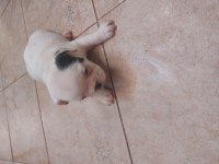 French bulldog yavrular 45 günlük