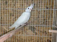 YENİ EŞLEME SULTAN PAPAĞANI ALBİNO TAKIM