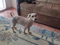 Ücretsiz Sahiplendirme Köpeğimiz