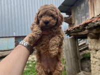 Maltipoo Kalite Yavrular Irk Sağlık Garantili