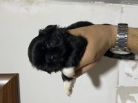 Erkek ve Dişi Pekinez Yavruları