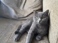 1 yaşında dişi british shorthair