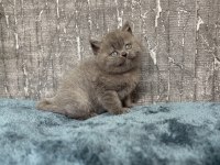 Show Class Blue Yakışıklı British Shorthair