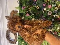 Efsane poodle yavrularımız