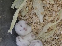 Sahibinden hamsterler