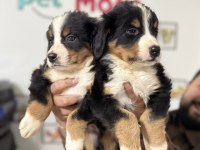 Petmode köpek çiftliğinde ziyarete açık bernese dog