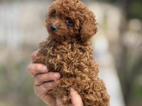 AŞILI ÇİŞ EĞİTİMLİ TEACUP TOY POODLE 