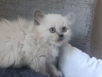 British longhair beyaz ve blue point yavrularımız