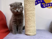 K9 AVRUPA ÇİFTLİĞİNDEN BRTİSH VE SCOTTİSH YAVRULARI