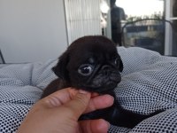 Pink Carrier Pug Yavrular