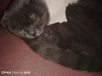 Kırık kulak scottish fold