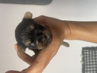 Yorkshire terrier bal bebekler rezerveye açıldı