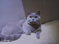 Acil Sahiplendirme british shorthair