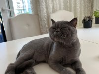 4 yaşında erkek british shorthair