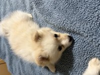 Pomeranian spitz yavrular