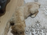 4.5 aylık golden retriever