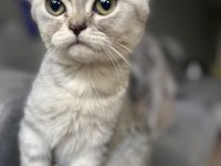 Tuvalet eğitimli scottish fold yavrumuz yeni yuvasını arıyor