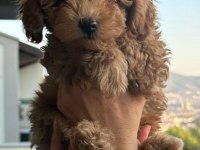 Toy yavru poodle anne baba poodle