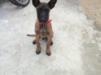 Erkek Belçika Kurdu Yavrumuz