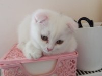 2 aylık 3 scottish fold yavru